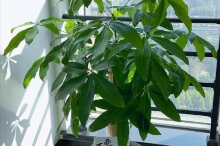 四大镇宅之树 镇宅植物风水