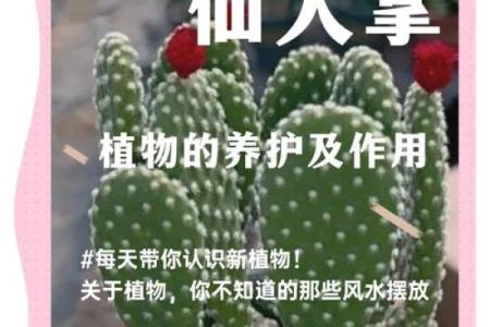 仙人掌的风水作用，仙人掌的风水作用禁忌
