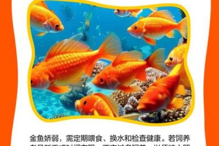 养金鱼有哪些风水讲究-