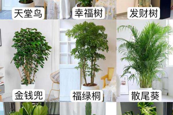 客厅摆放植物风水原则