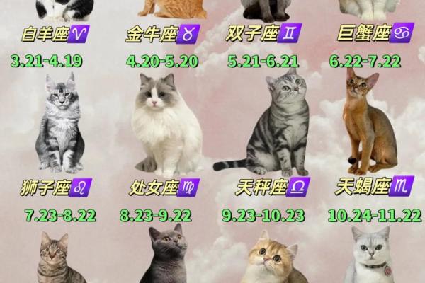 十二星座猫咪图欣赏：萌化你的心！