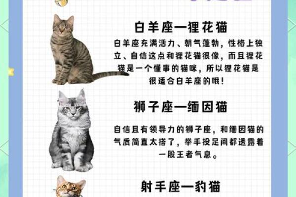 十二星座猫咪图欣赏：萌化你的心！