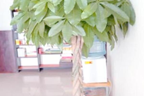 公司摆放风水禁忌 摆放什么植物可以招财