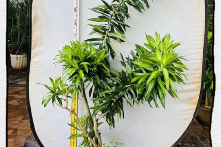 公司摆放风水禁忌 摆放什么植物可以招财