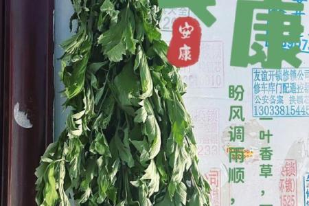风水习俗端午挂艾草是单还是双解答