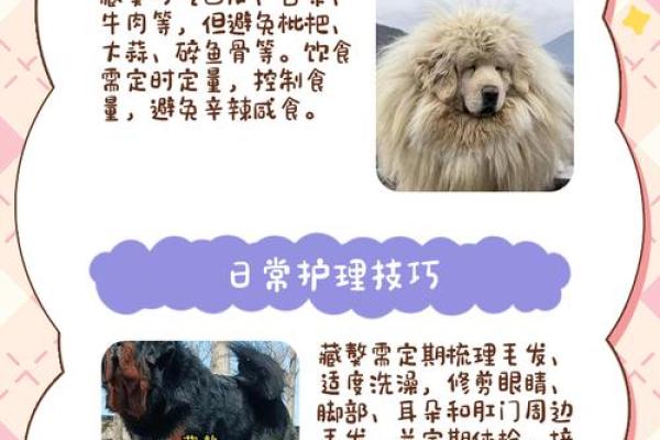 藏獒适合哪个星座养的