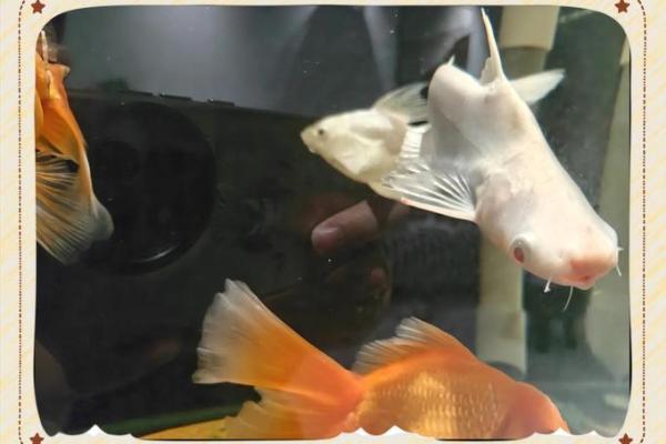 蓝鲨没腮风水