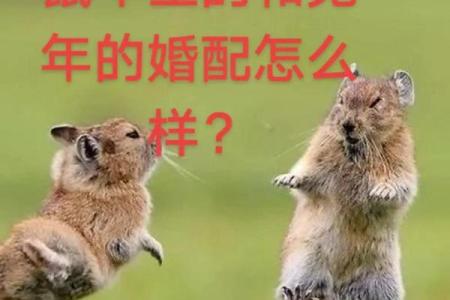 兔和什么属相配对幸福