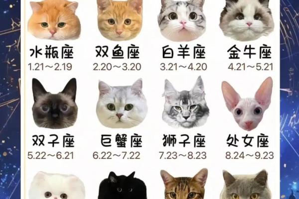 什么星座最适合猫咪