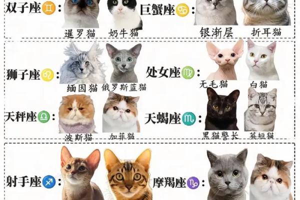 什么星座最适合猫咪