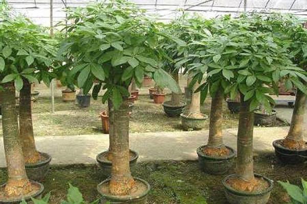 家庭风水家里种黄金竹好吗招财聚宝