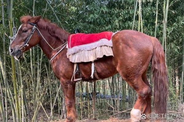 用《八字》给马小姐断婚姻之实例