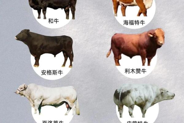 牛和牛的属相合不合 牛和牛配对可行吗