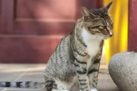 养猫风水
