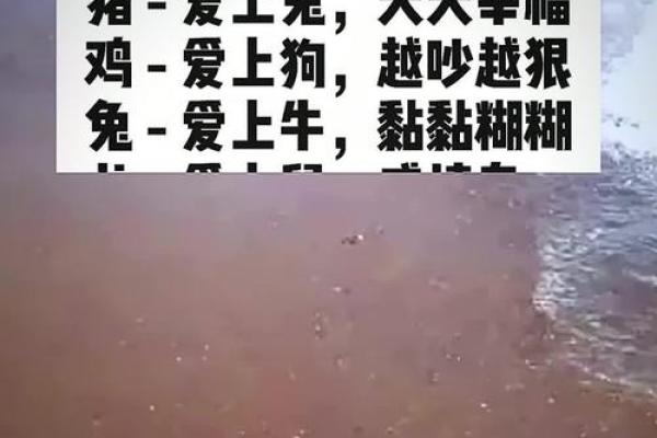 婚姻配对属龙和属猪姻缘怎么样