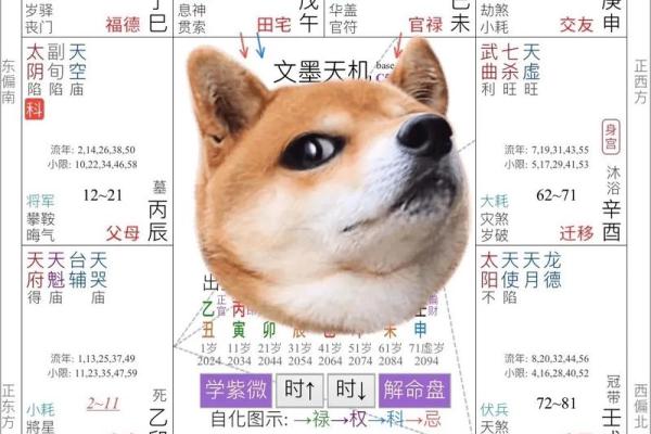 紫薇斗数如何排盘图