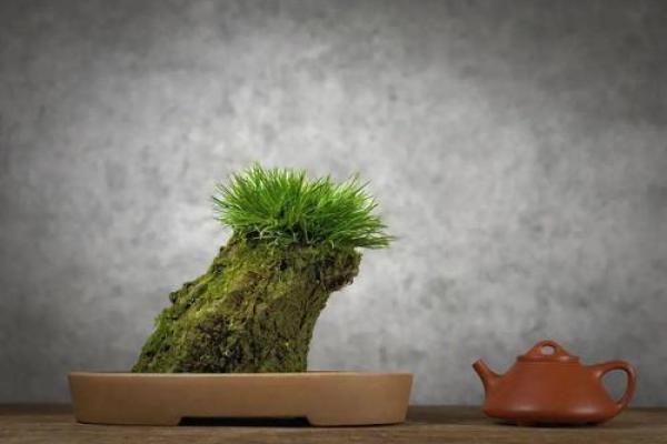 正史不爱读 独对稗官野史大感兴趣的星座