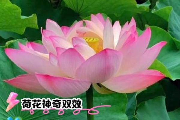 荷花的寓意风水作用