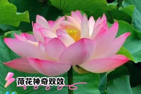 荷花的寓意风水作用