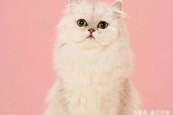 十二星座猫品种大全，让你一秒钟爱上这些可爱的猫！