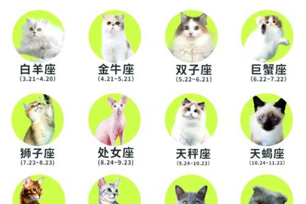 十二星座猫品种大全，让你一秒钟爱上这些可爱的猫！