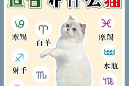十二星座什么地方适合养猫