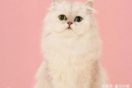 十二星座猫品种大全，让你一秒钟爱上这些可爱的猫！