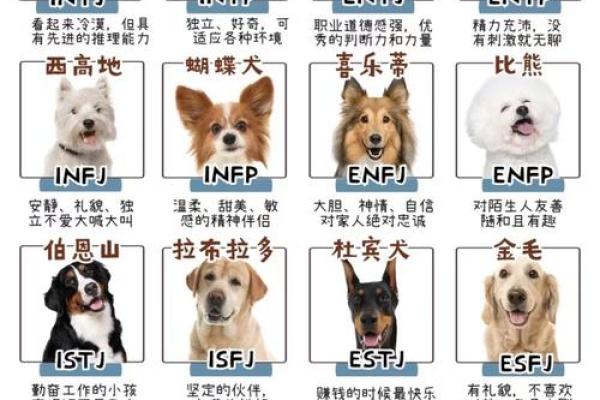 狗的十二星座性格特点大全