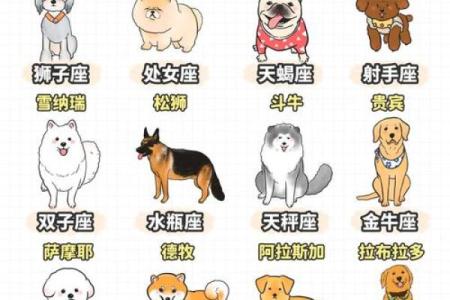 狗的十二星座性格特点大全