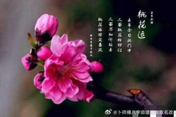 算命说烂桃花到岁