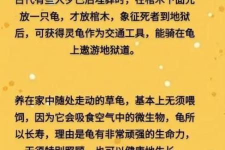 风水化煞龟选哪种如何选择适合自己的？
