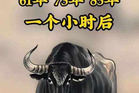 牛年生肖算命揭秘你的命运