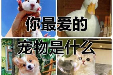 哪个星座最喜欢养动物的
