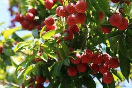 风水死人上供忌讳摆放什么水果