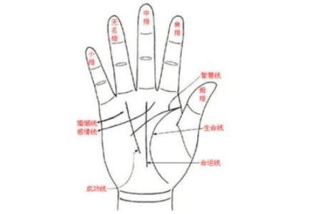 女人右手掌纹图解算命