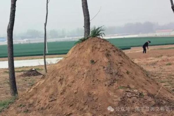 风水上祖坟上长树意味着什么
