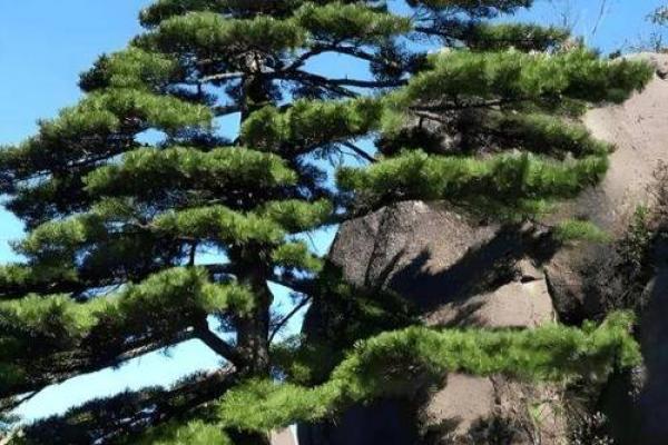 风水上祖坟上长树意味着什么