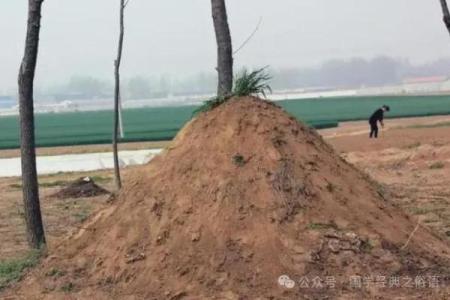 风水上祖坟上长树意味着什么