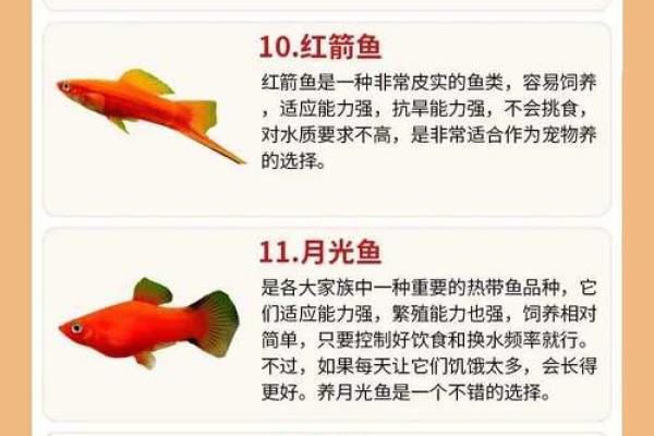 金鱼怎么养？养金鱼需要注意的风水