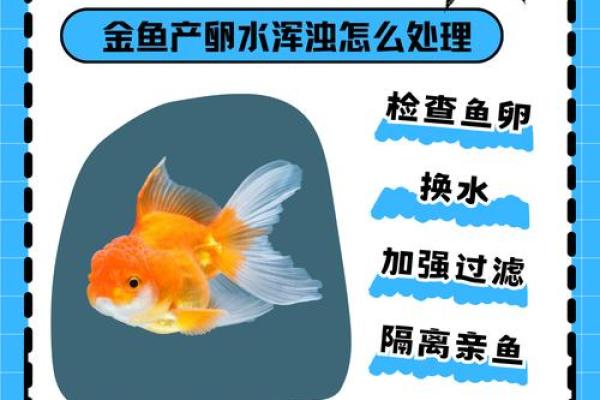 金鱼怎么养？养金鱼需要注意的风水