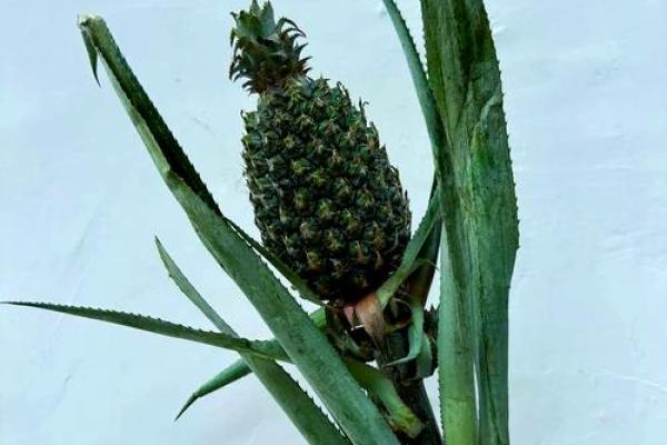 家居风水如何在家里种植菠萝为家庭带来好运