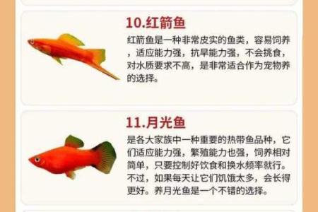 金鱼怎么养？养金鱼需要注意的风水