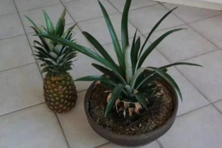 家居风水如何在家里种植菠萝为家庭带来好运
