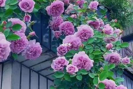 院子的风水_风水庭院种什么花好