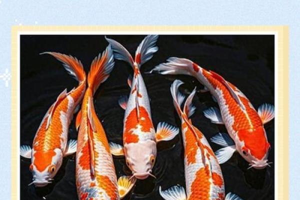 锦鲤风水_锦鲤养13条是什么意思 锦鲤风水_锦鲤养13条是什么意思