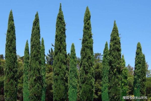墓地种什么树好风水上有哪些讲究- 墓地种什么树好风水上有哪些讲究-