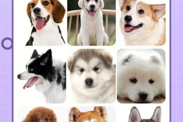 12星座应该养哪种狗狗 12星座应该养哪种狗狗