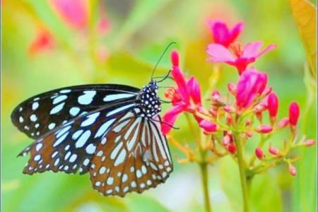 蝴蝶在房子边的风水