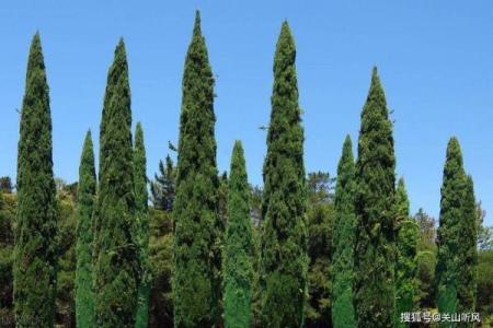 墓地种什么树好风水上有哪些讲究-