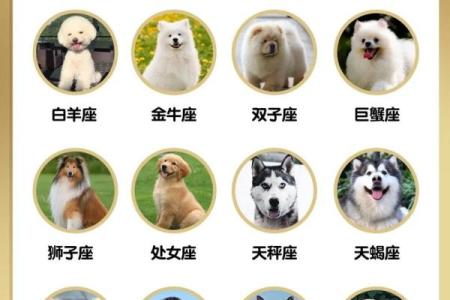 12星座应该养哪种狗狗